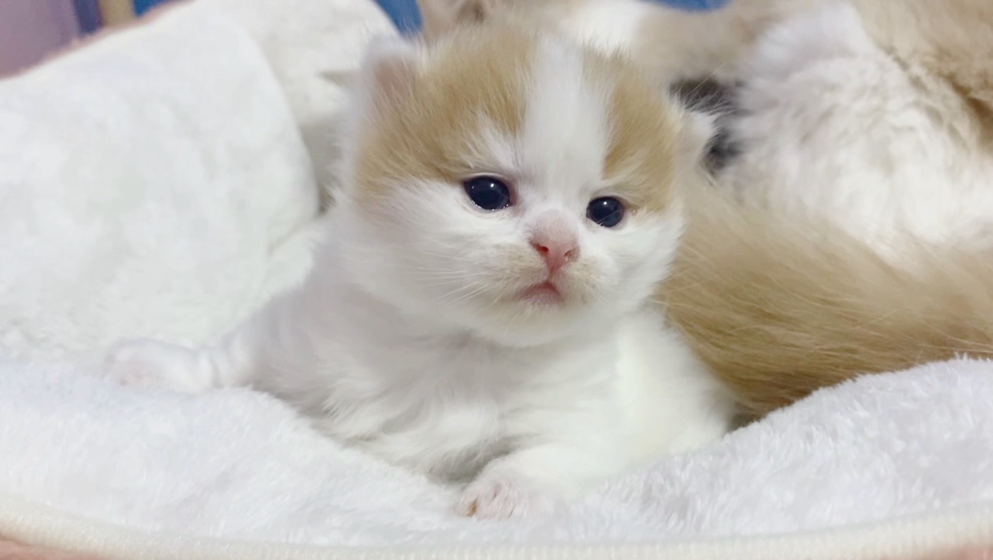 Promise Cats