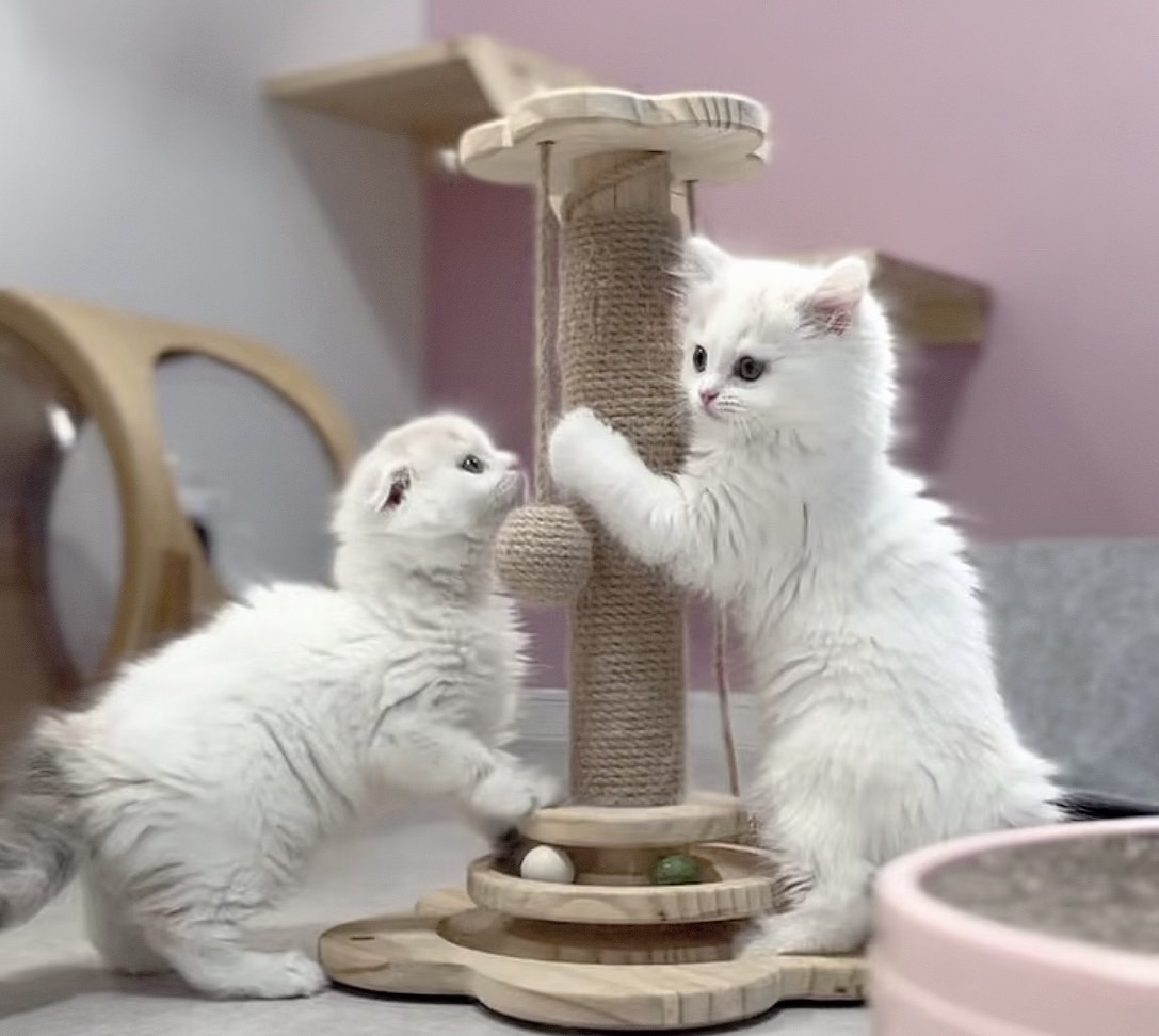 猫舎紹介 - 子猫の幸せを第一に考えていますので、購入の意思がない方の見学はお断りしております。見学予約は公式LINEやお問い合わせフォームから可能です。ご確認後にご検討ください。