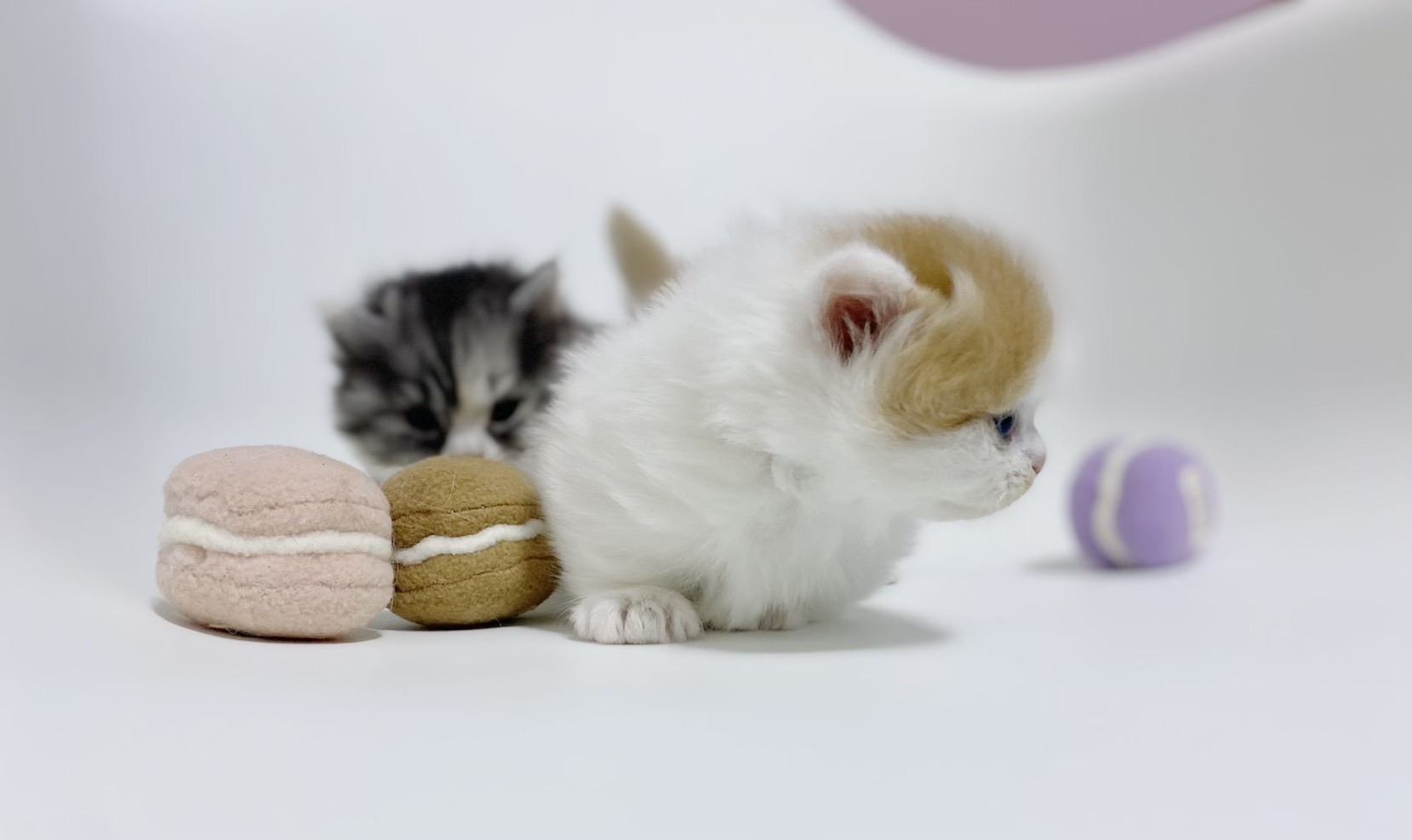 5つのお約束 - 子猫をお迎えいただく方にいくつかの大切なお約束をお願いしております。お約束を守れる方のみ、子猫を譲渡させていただきます。