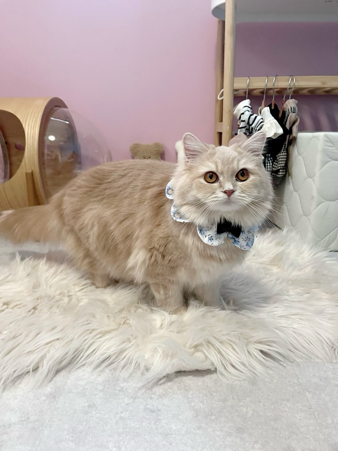 準備品について - 子猫を迎え入れる必要なアイテムと選び方についてまとめました。適切な準備をすることで、子猫が安心して新しい環境に馴染むことができます。