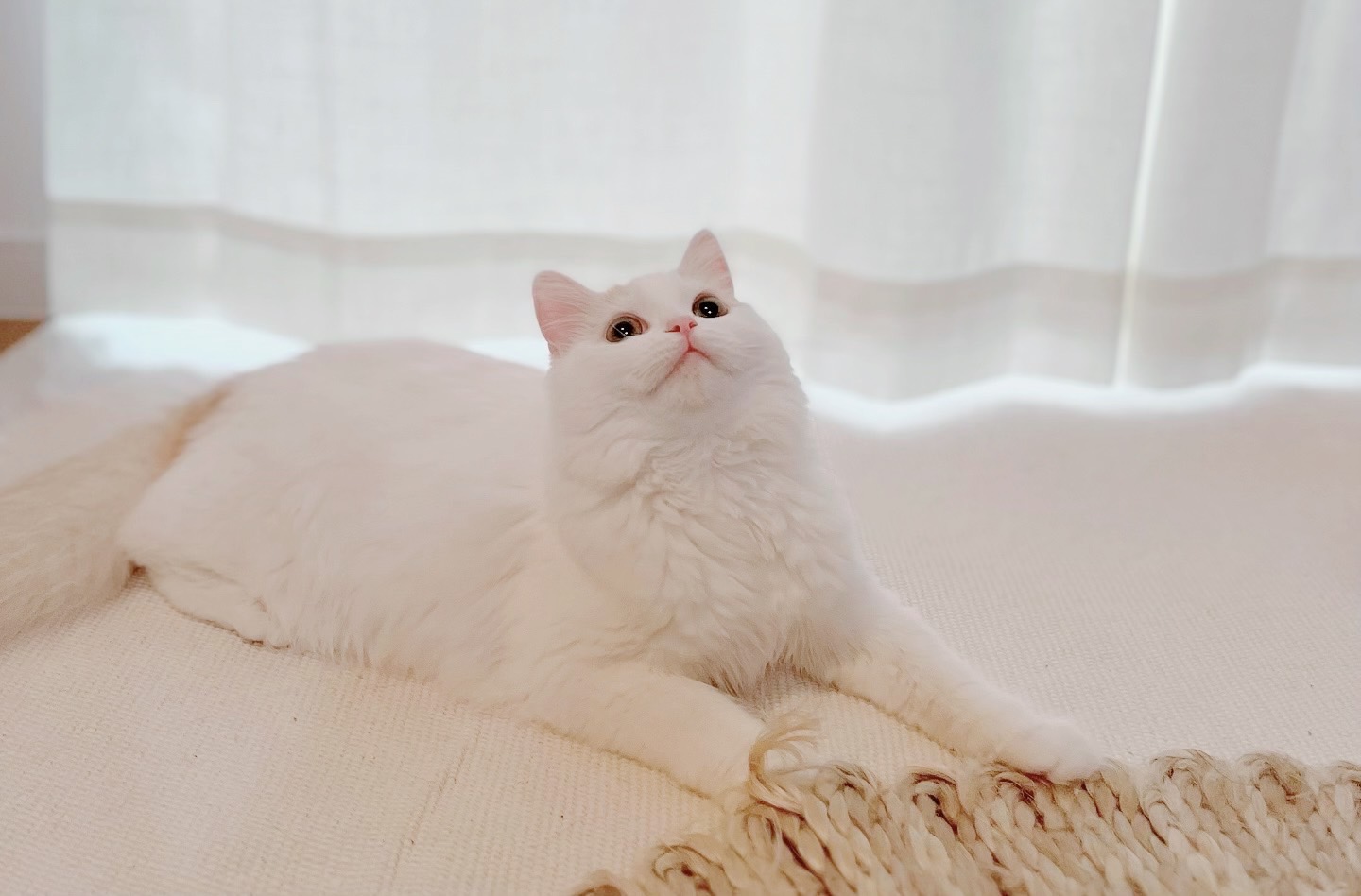 お取引方法 - 子猫の幸せを第一に考えていますので、購入の意思がない方の見学はお断りしております。見学予約は公式LINEやお問い合わせフォームから可能です。ご確認後にご検討ください。