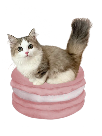 Macaron Cat 1