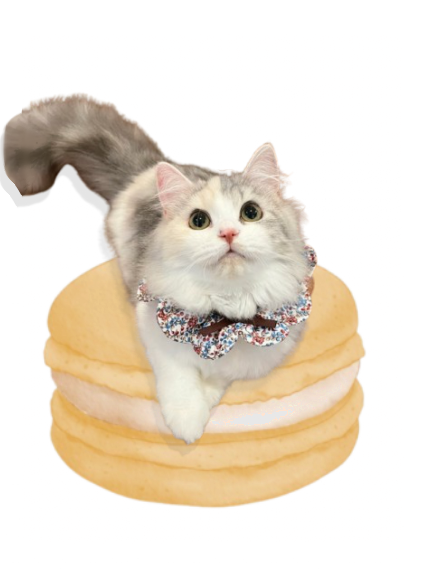 Macaron Cat 2
