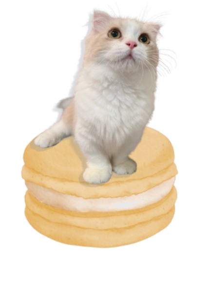 Macaron Cat 3