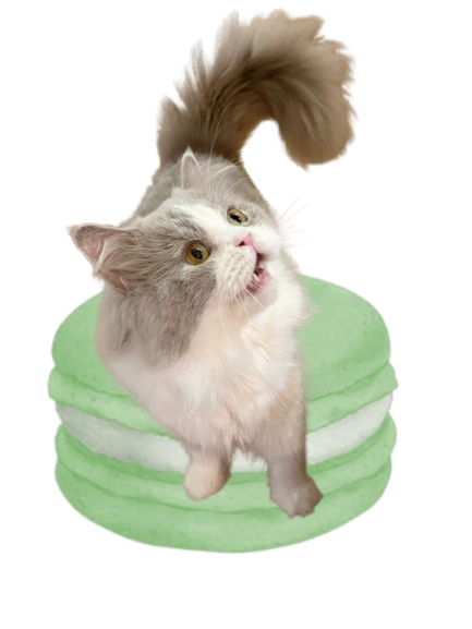 Macaron Cat 4
