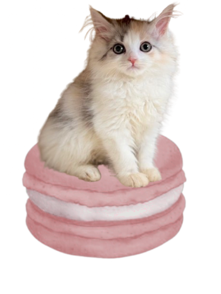 Macaron Cat 5