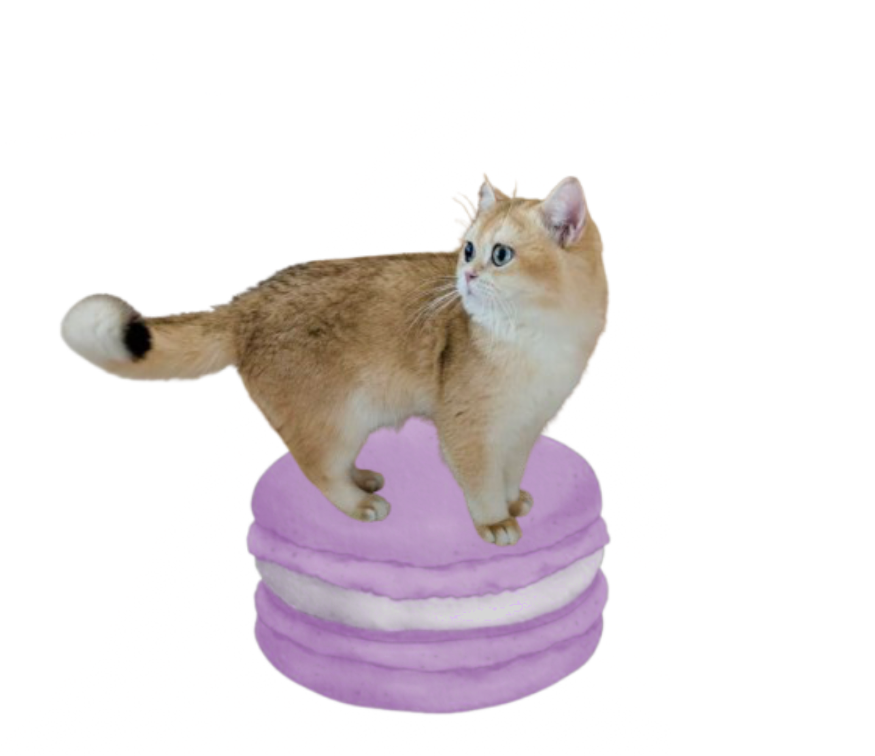 Macaron Cat 6
